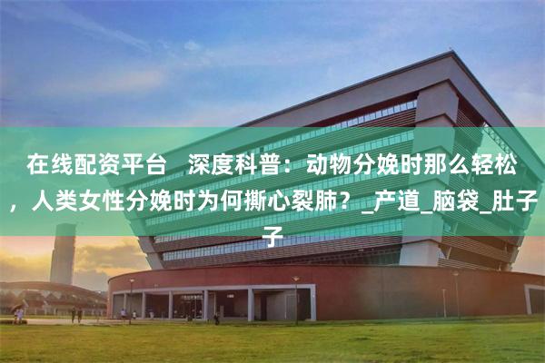 在线配资平台   深度科普：动物分娩时那么轻松，人类女性分娩时为何撕心裂肺？_产道_脑袋_肚子